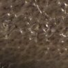 Gucci Supreme Monogram Textured Dollar Calfskin Mini Blondie Chain Shoulder Flap Bag Beige Ebony New Acero - Image 29